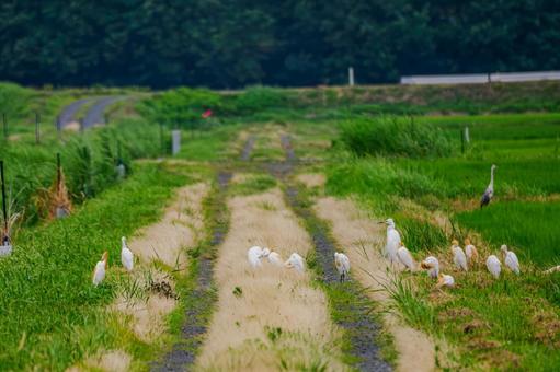 Photo, bird, a heron, population, 