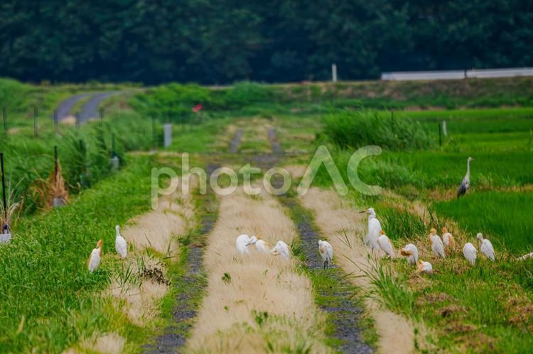サギの集団⑷ 鳥,サギ,集団の写真素材
