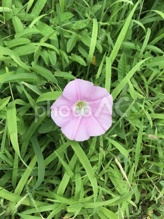 草叢と昼顔 葉,自然,草の写真素材