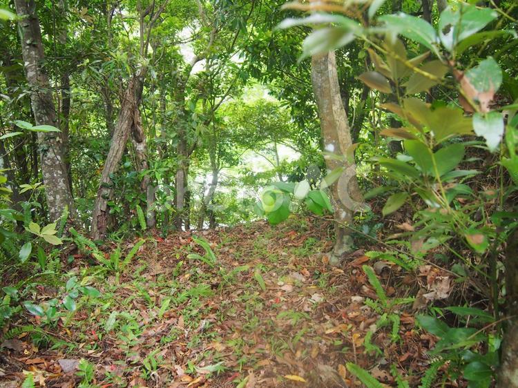 沖縄　亜熱帯の森　やんばる 沖縄,やんばる,亜熱帯の森の写真素材