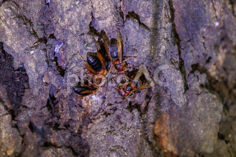 樹液を吸うために集まるスズメバチ ハチ,昆虫,虫の写真素材