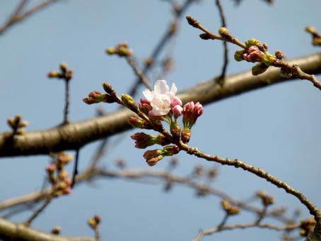 少しずつ開花を始めた住宅街のサクラ 少しずつ開花を始めた住宅街のサクラ サクラ,花,ツボミの写真素材