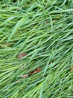 みどりと水滴 みどりと水滴 水滴,朝露,葉の写真素材