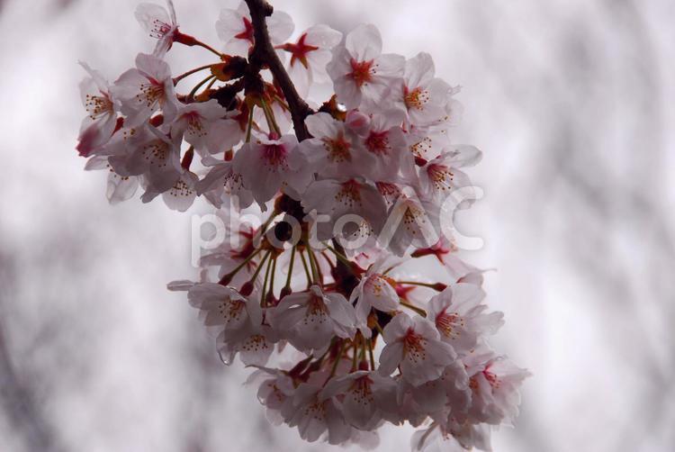 雨上がりの桜 桜,雨,ピンクの写真素材