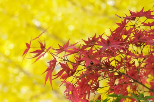 もみじとイチョウ もみじ,イチョウ,秋の写真素材