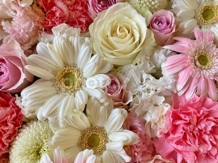 ピンクと白のお花の詰め合わせ 花,ピンク,白の写真素材