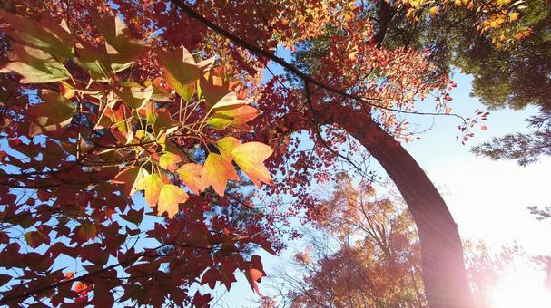 紅葉の空 紅葉の空の写真