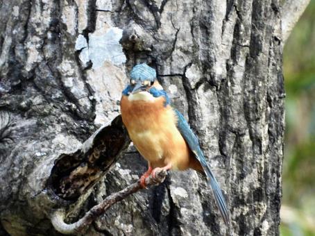 ポーズをとるカワセミ ポーズをとるカワセミの写真