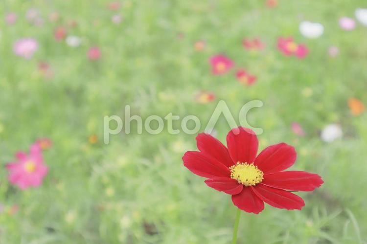 秋の鮮やかな赤色のコスモスの花のアップ コスモス,秋桜,秋の写真素材