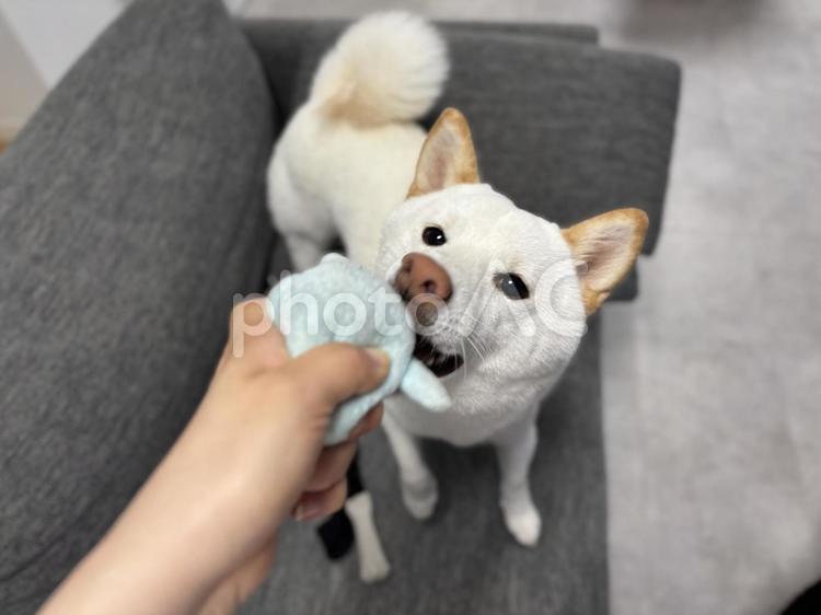 白柴の攻撃 犬,ペット,柴犬の写真素材