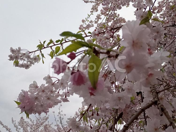 枝垂れ桜 花,春,風景の写真素材