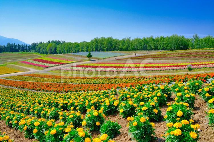 北海道の花畑 花畑,ガーデン,花の写真素材