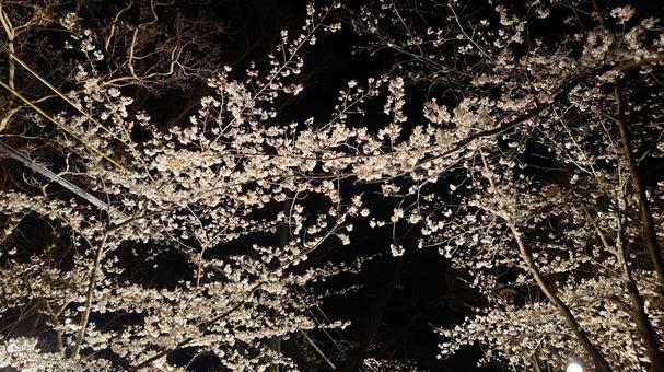 Cherry Blossoms at Night, JPG