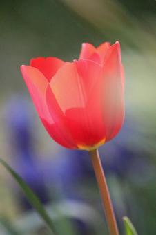 Tulip flowers, JPG Tulip flowers, JPG