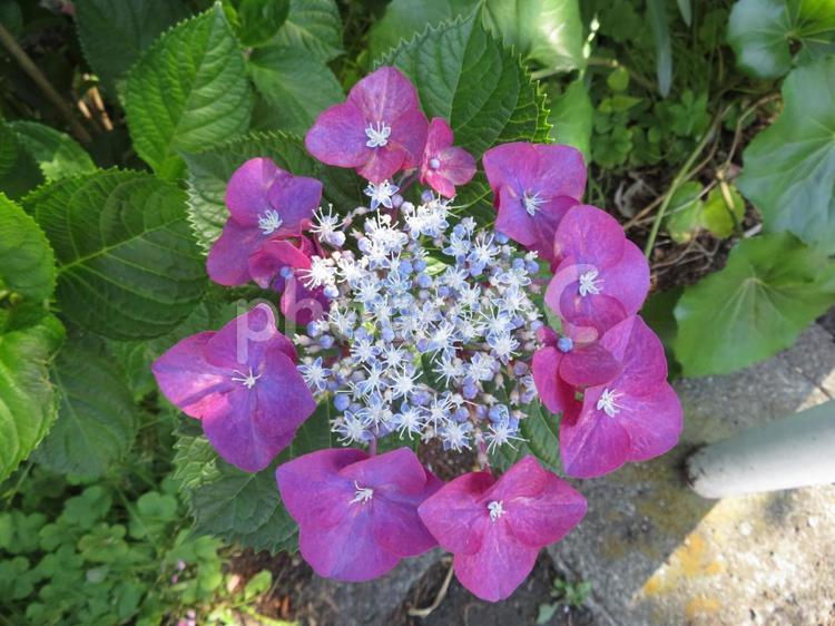 中央のツブツブも咲いたヤマアジサイ アジサイ,花,植物の写真素材