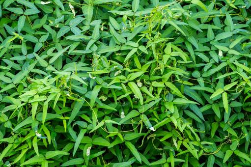 アレチヌスビトハギ アレチヌスビトハギ 葉,アレチヌスビトハギ,植物の写真素材
