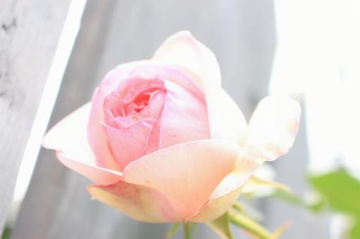 薔薇 薔薇の写真