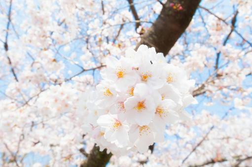 京都　嵯峨野の桜の写真