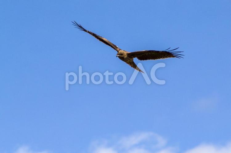 海岸の鳶4（田原市） 鳶,トンビ,とんびの写真素材