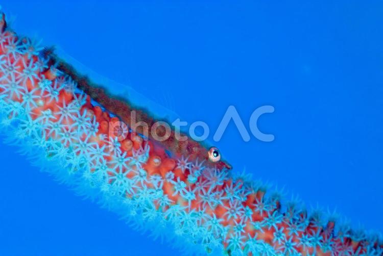 西伊豆・大瀬崎　青い海とガラスハゼ スキューバダイビング,ダイビング,ガラスハゼの写真素材