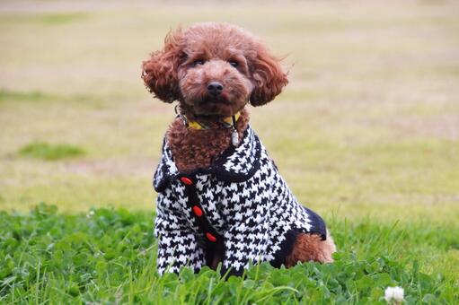 公園の芝生でお座りするトイプードル トイプードル,動物,哺乳類の写真素材