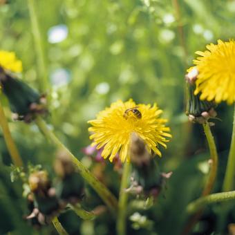 たんぽぽの花に止まるミツバチ タンポポ,蜜蜂,花の写真素材