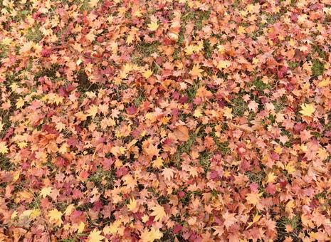 敷き詰められたモミジの写真