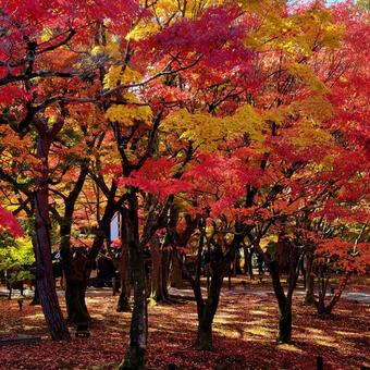 紅葉さんぽ 紅葉,もみじ,赤の写真素材