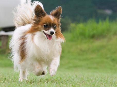 公園で遊ぶパピヨン 公園で遊ぶパピヨン 犬,パピヨン,可愛い犬の写真素材