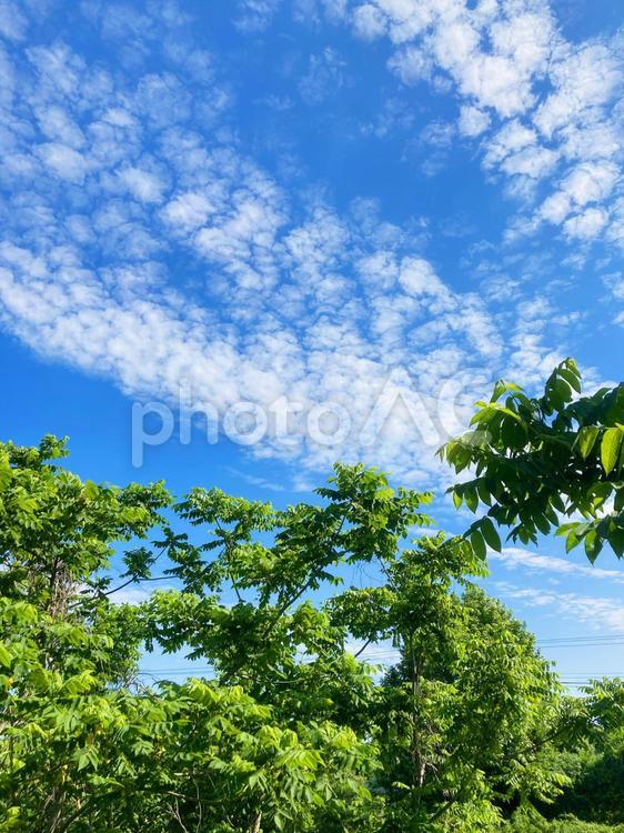 青空と鮮やかな緑のある風景写真素材_ab_05 自然,風景,景色の写真素材