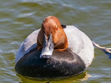 池を泳ぐホシハジロ 池を泳ぐホシハジロ ホシハジロ,鴨,野鳥の写真素材