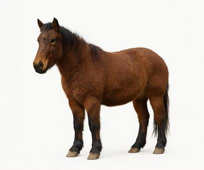 全身が見える元気な茶色の馬 全身が見える元気な茶色の馬の写真