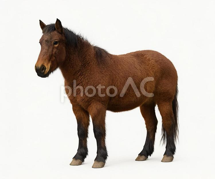 全身が見える元気な茶色の馬 馬,ポニー,動物の写真素材