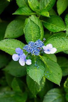 雨に濡れたアジサイの花 雨に濡れたアジサイの花の写真