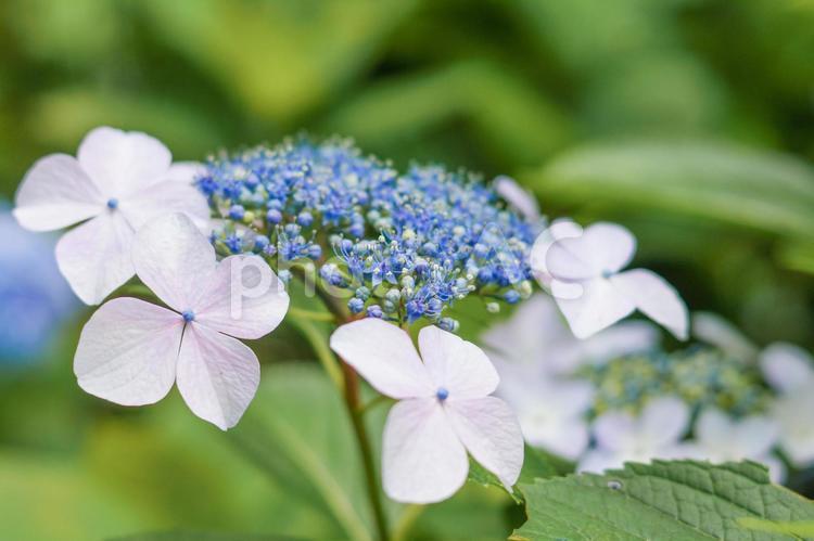 白と青のガクアジサイ 紫陽花,あじさい,ガクアジサイの写真素材
