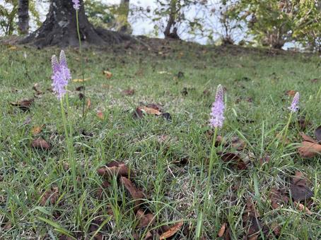 紫の野草 紫の野草の写真