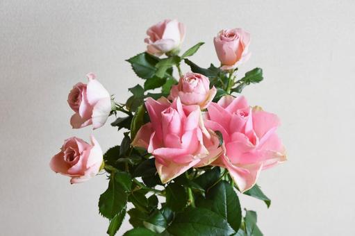 ピンクのばら ピンク,バラ,ばらの写真素材