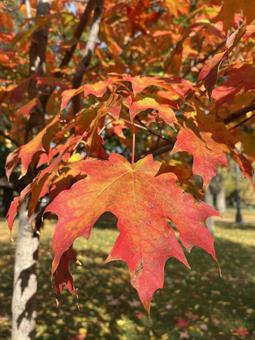 紅葉の葉のアップ 接写,紅葉,楓の写真素材