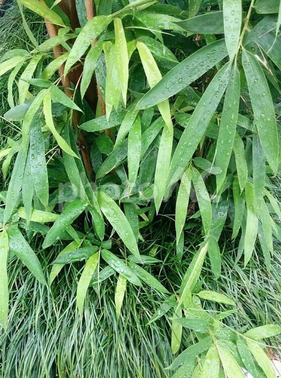 花　ササ　ささ　笹　竹　タケ　たけ　ささやかな幸せ　 ササ,ささ,笹の写真素材
