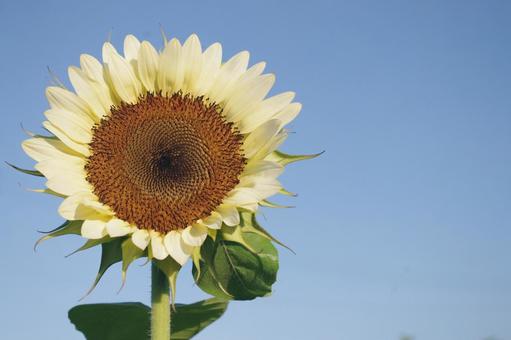 ヒマワリ　ホワイトナイトの写真