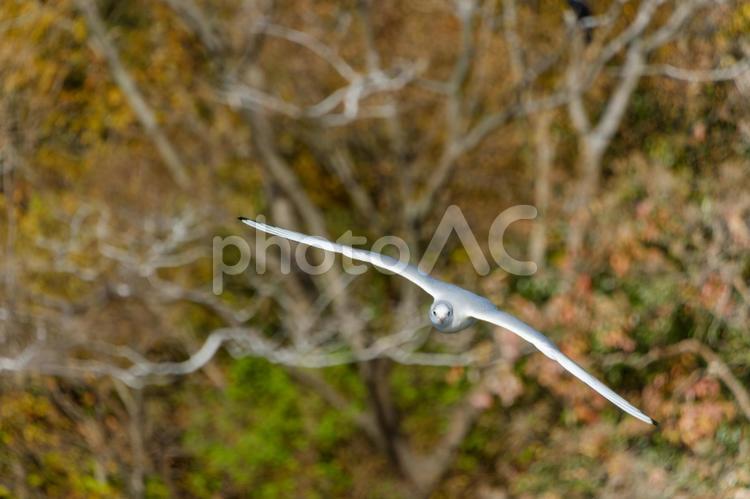 カモメの飛翔と秋の彩り カモメ,鳥,飛ぶの写真素材