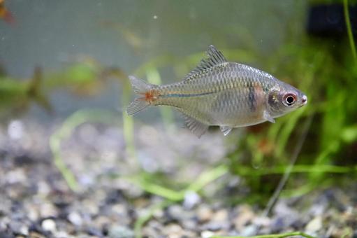 タイリクバラタナゴ（川魚） タイリクバラタナゴ,バラタナゴ,アクアリウムの写真素材