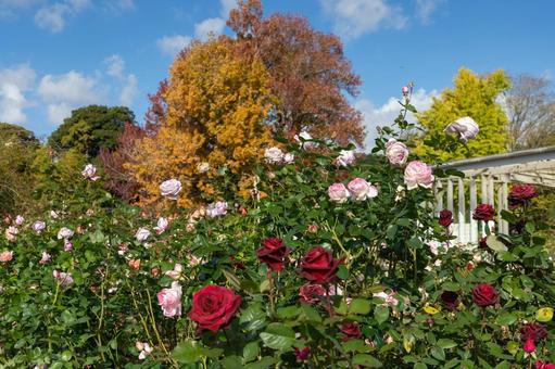 バラ園・赤やピンクの秋バラ バラ園・赤やピンクの秋バラ バラ,薔薇,バラ園の写真素材
