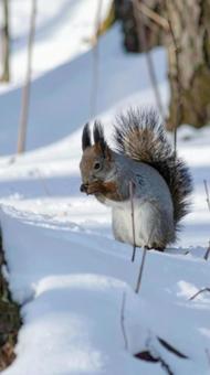 冬の雪の中のエゾリス 北海道 冬の雪の中のエゾリス 北海道の写真