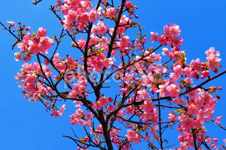 ３月上旬の仏生山公園の陽の当たる河津桜 背景,河津桜,桜の写真素材