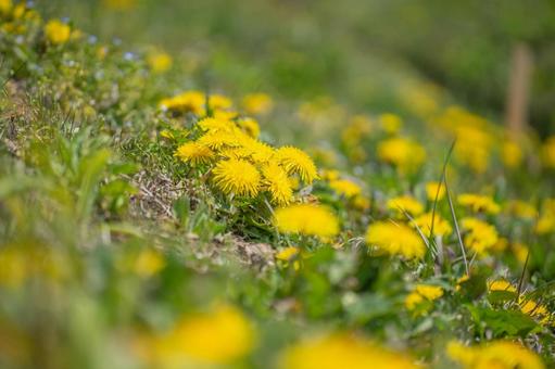 Photo, dandelion, mountain grass, spring, 