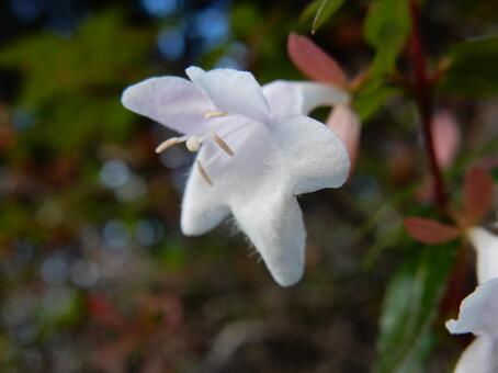 【花の写真】ハナゾノツクバネウツギ ハナゾノツクバネウツギ,アベリア,植物の写真素材