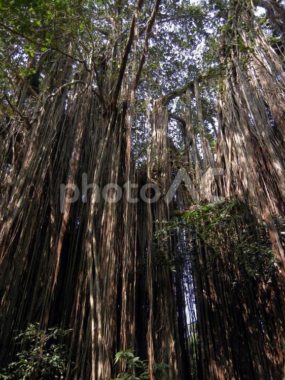 インド　ゴアの大木 木材,木,自然の写真素材