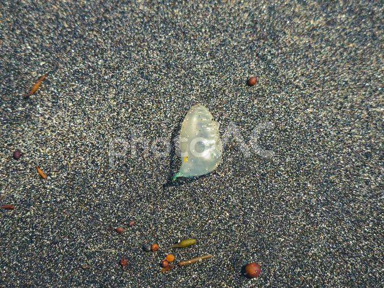 カツオノエボシの浮き袋 カツオノエボシ,クラゲ,浮き袋の写真素材