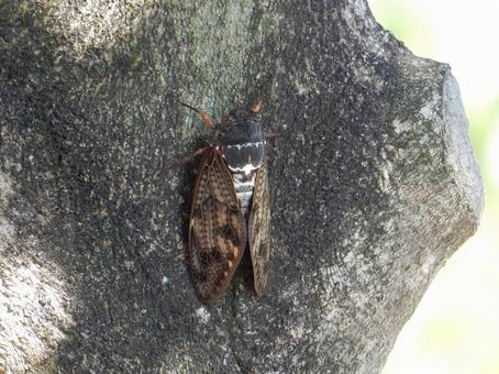 【昆虫写真】アブラゼミ（油蝉）の写真